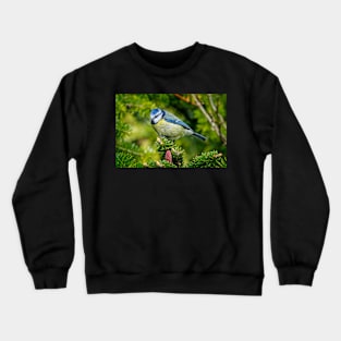 Bluetit Garden Bird Picture Crewneck Sweatshirt
